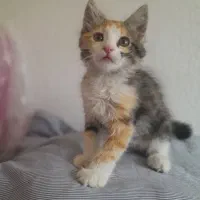 بچه گربه
