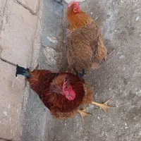 مرغ و خروس خانگی و برهما اصیل جوان