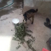 بیگ ماده شیری پاک