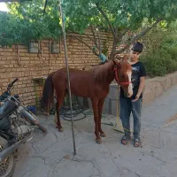 اسب پونی مخصوص سواری کودکان