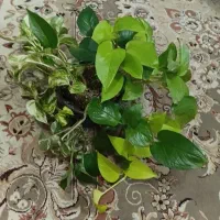 گل پتوس|گل و گیاه طبیعی|نجف‌آباد, جعفرآباد|دیوار