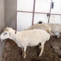 میش چاق