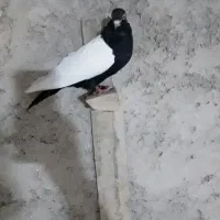 ۱۰۰۰۰۰۰
