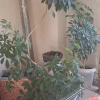 گل شفلرا