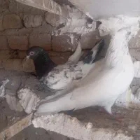 کبوتر|پرنده|کوهنانی, |دیوار
