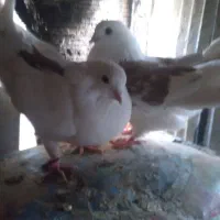 کبوتر نروماده کتی نوک ریز.مفلق نوک ریز