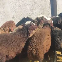 بره نر فروشی سبک سنگین
