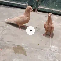 کبوتر زرد دم سفید