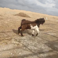 نر بز پاکستانی فریمان