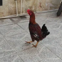 خروس چهل تاج