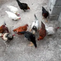 مرغ وخروس محلی وخوراکی