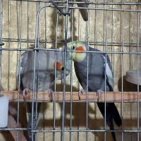 تعدادی عروس هلندی از۴ماه به بالا به فروش میرسد