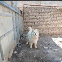 ساموئید نر