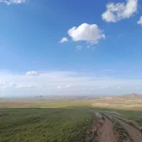 گیاه برای فروش