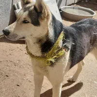 سگ خانگی و نگهبان ژرمن هاسکی.زبان انسان کامل میفهم