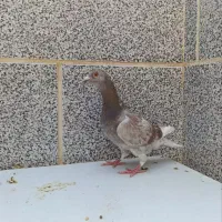 کفتر|پرنده|بیرجند, |دیوار