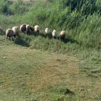 کوسفند داشت