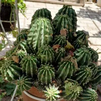 فروش کاکتوس