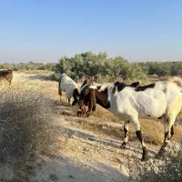 حیوانات مزرعه