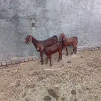 ۶ عدد گوسفند فروشی