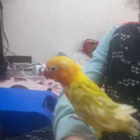 سلام کوتوله وعروس سرلاکی