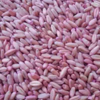 بذر گندم دیم سرداری