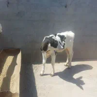 گوساله نر