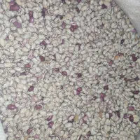 لوبیا چیتی ارگانیک(بدون استفاده از هر گونه سم)