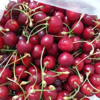 گیلاس فروشی