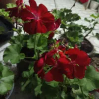 فروش انواع گل و گیاه رونده و محیط باز