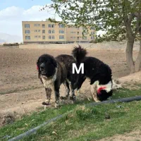 سگ قدرجونی تعداد بالا سراب