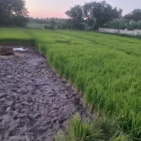 بذر|گل و گیاه طبیعی|گنبد کاووس, |دیوار