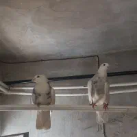 ۱۲۳ ۱۲۳