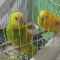 مرغ عشق