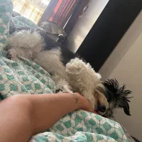 پانسیون پت خانگی