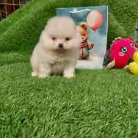 سگ توله پامرانین پامر خرسی اورجینال جیبی مینیاتوری