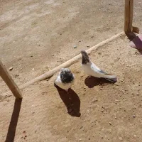 کبوترکله دم سبز