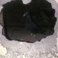 زاغ گوگ
