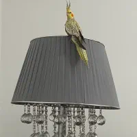 عروس هلندی