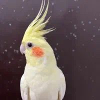 عروس ماده