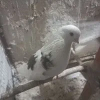 کبوتر فروشی