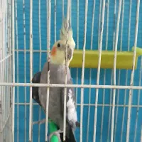 عروس هلندی نر ۳ماهه باهوش.