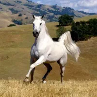 باشگاه سوارکاری (لوازم سوارکاری) گشت اسب