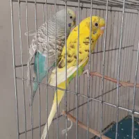 یک جفت مرغ عشق