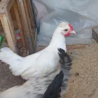 خروس