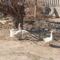 غاز محلی اصیل (نر و ماده اصل)