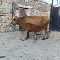 گاو وگوساله