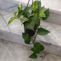 گل وگیاه|گل و گیاه طبیعی|زابل, |دیوار