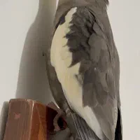 طوطی عروس گمشده محدوده فلکه رازی
