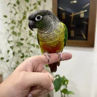 گرینچیک رام و دستی و سخنگو